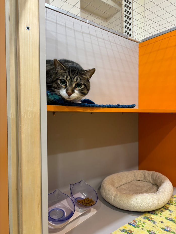 about-01 A tabby cat comfortably lying on a shelf with food bowls and a bed nearby indoors.