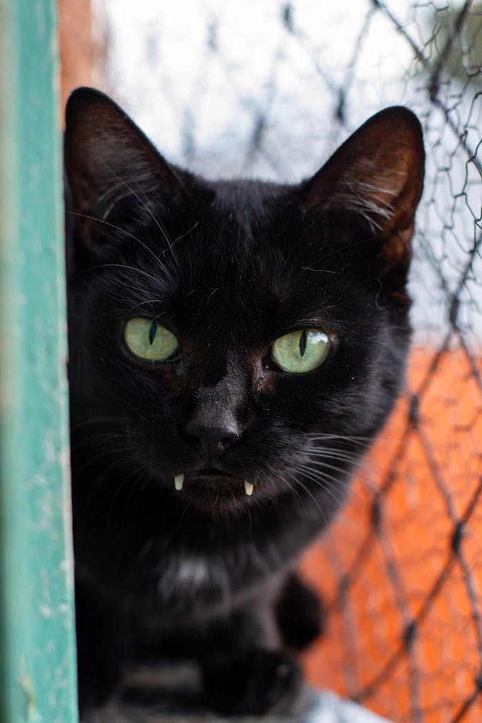 about-02 Intense close-up of a black cat with striking green eyes peering through a cage, perfect for feline-themed projects.
